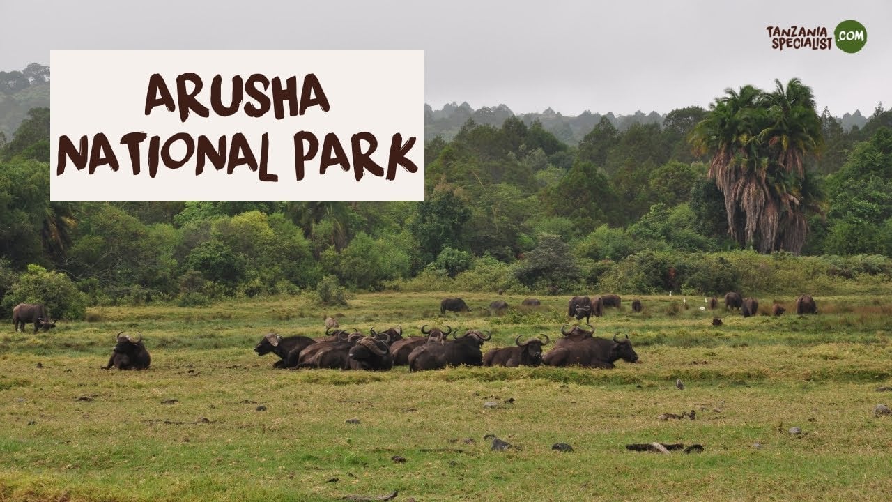 Explore Arusha National Park with Your Tanzania Trip