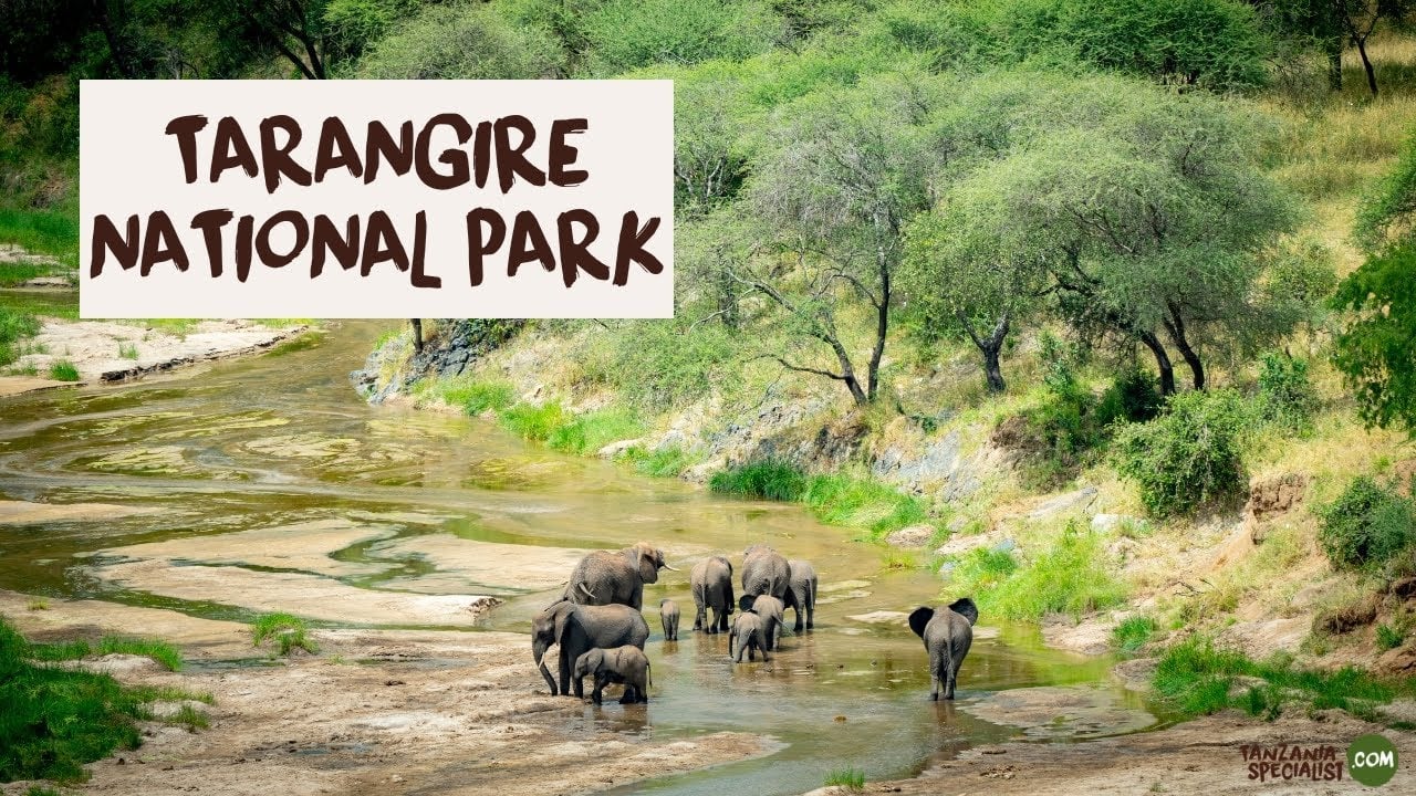 Explore Tarangire National Park with Your Tanzania Trip