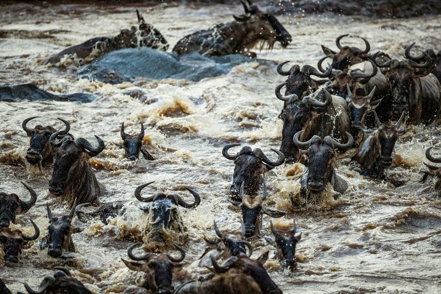 IM_KE_MAR_Wildebeests - Great Migration - Mara River crossing