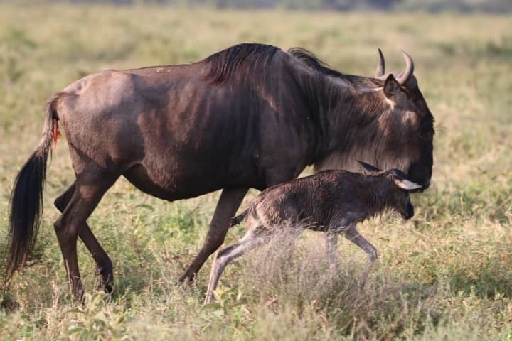 IM_TZ_NDU_Newborn wildebeest running with mom