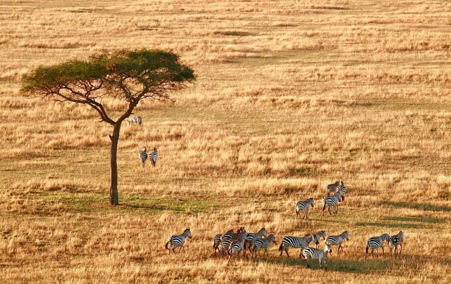 Tanzania experts tanzania travel advice