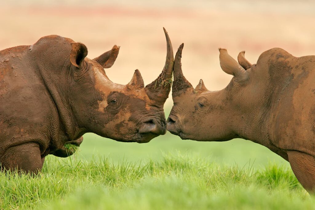 Neushoorn Your Tanzania Trip