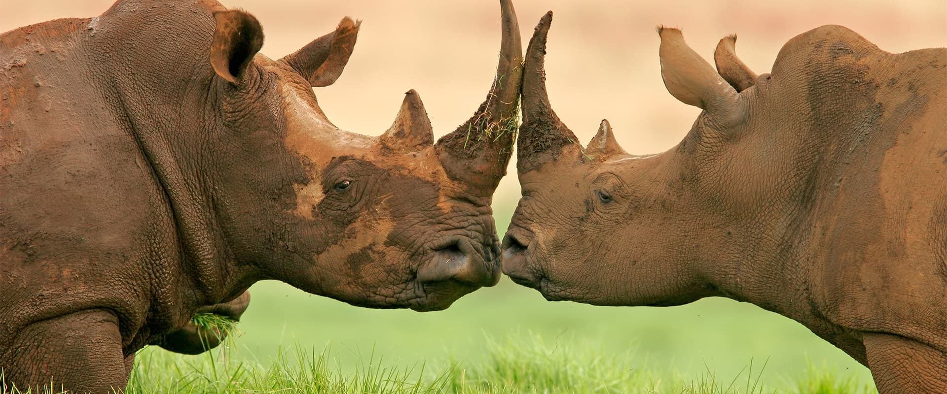 Neushoorn Your Tanzania Trip