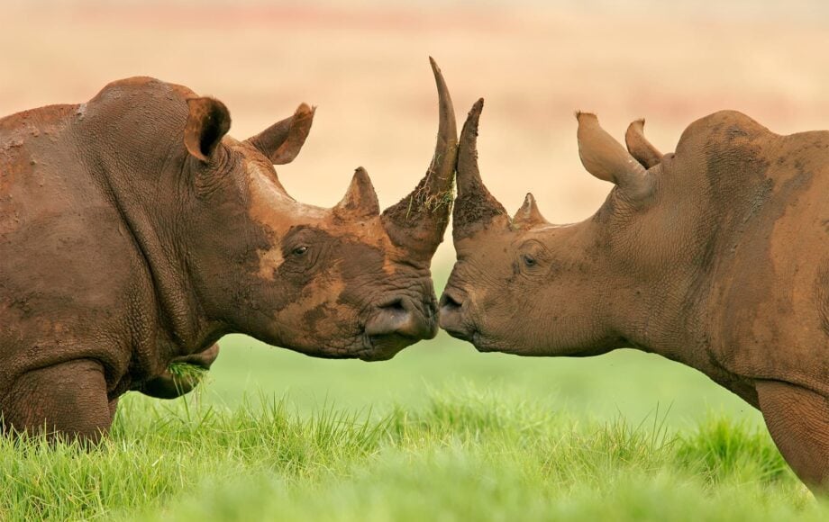 Neushoorn Your Tanzania Trip
