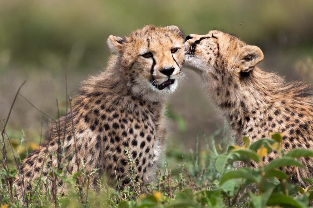 Cheetah cub with mother in serengeti national park