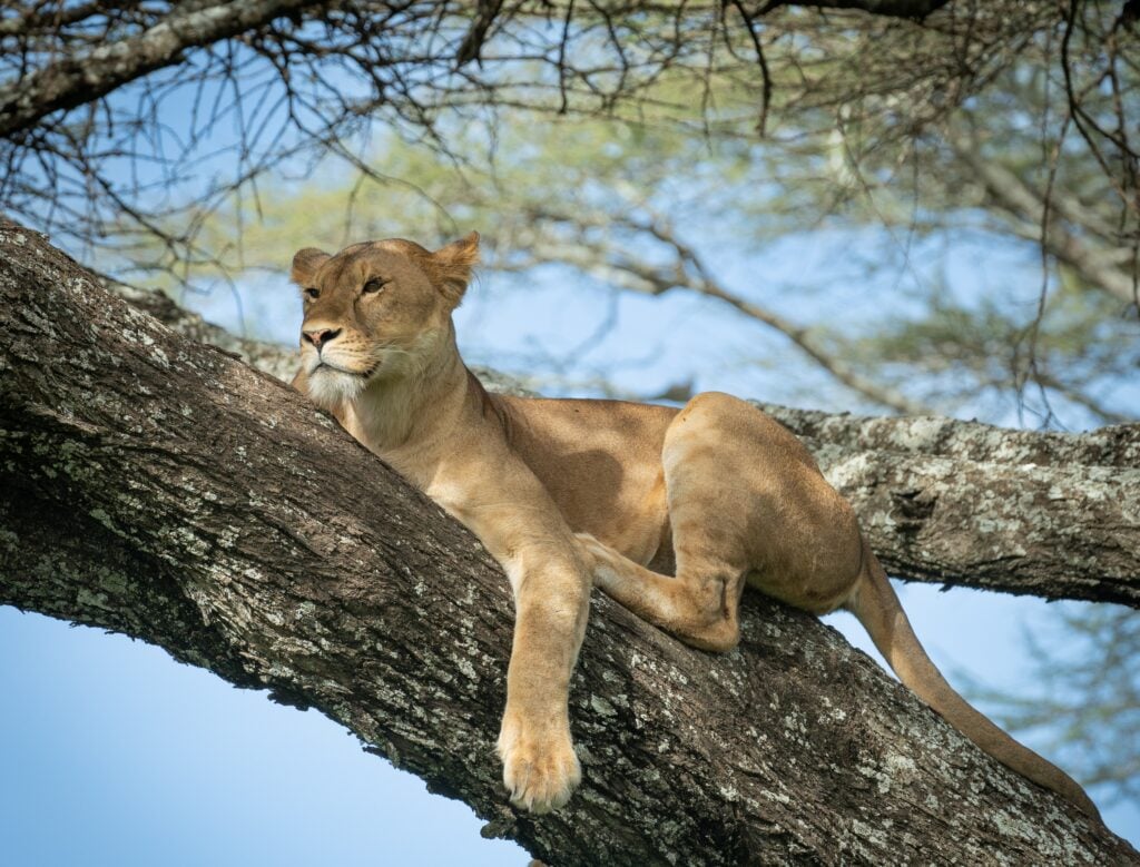 Lioness tree