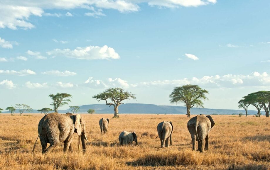 elephant family walking in Tanzania
