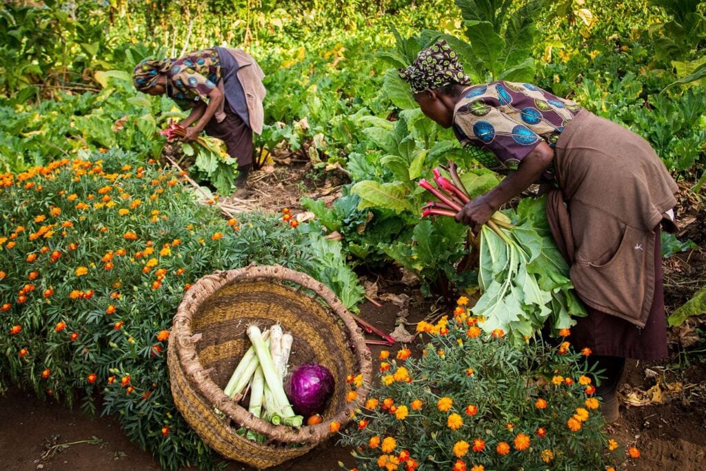 Women harvesting vegetables in a green field at Gibb's Farm