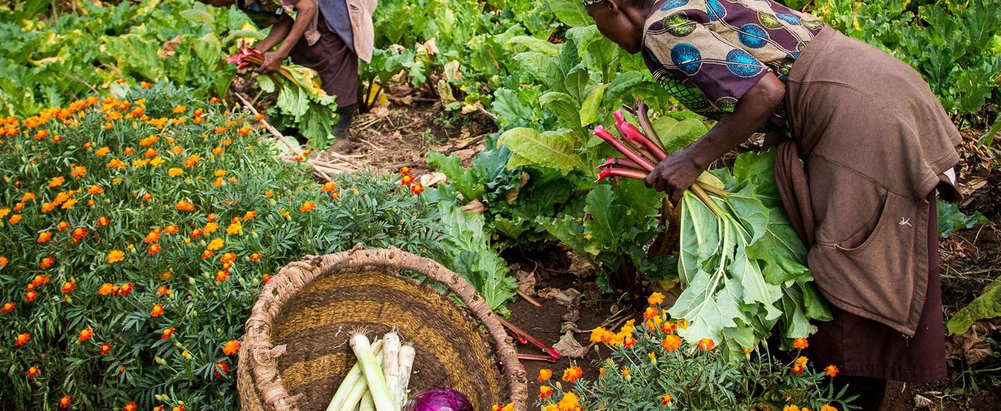 Women harvesting vegetables in a green field at Gibb's Farm
