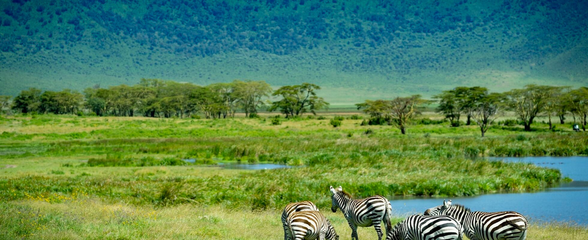 Zebras Ngorongoro crater
