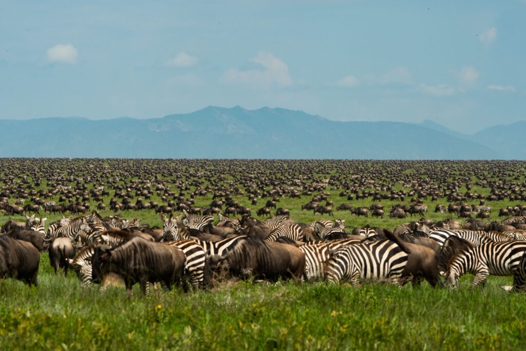 wildebeest migration zebra