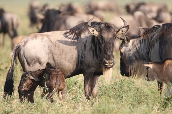 Ndutu (only from end of December to March during the calving season of the Great Migration)
