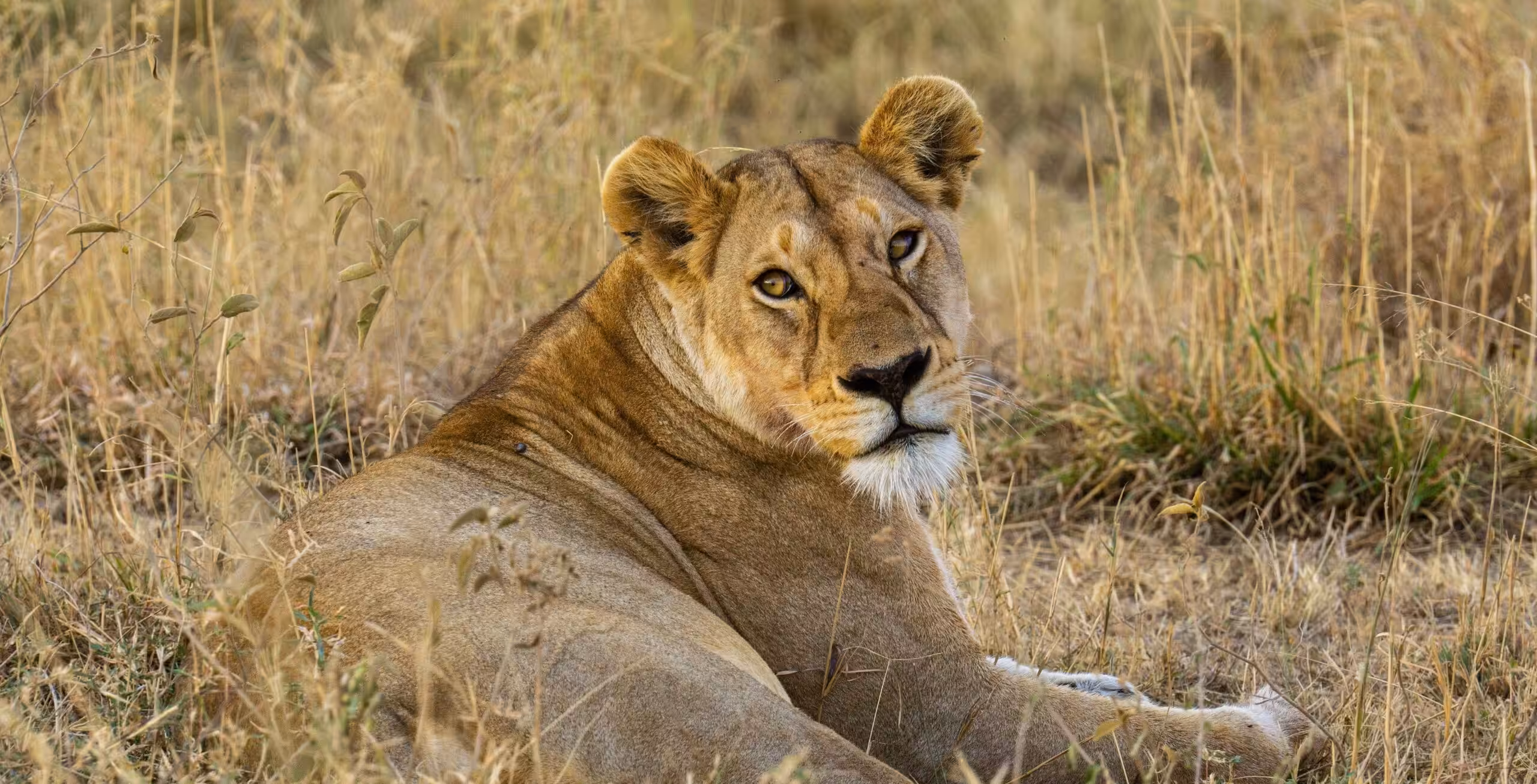 Serengeti National Park luxury style - by plane
