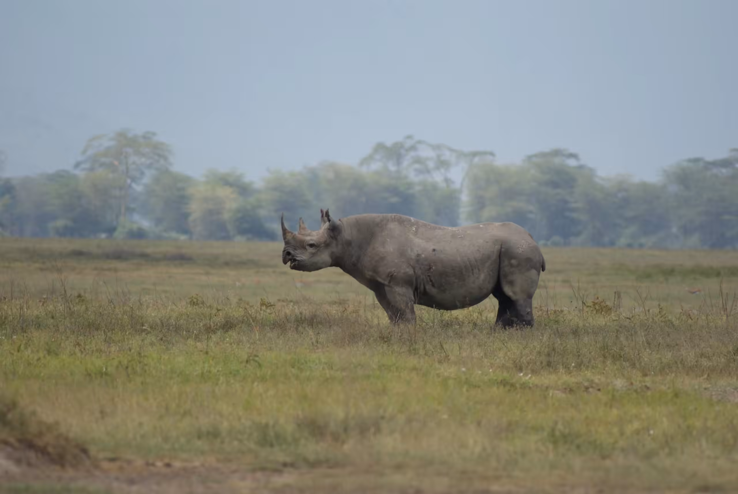 Ngorongoro Conservation Area (incl. Crater)