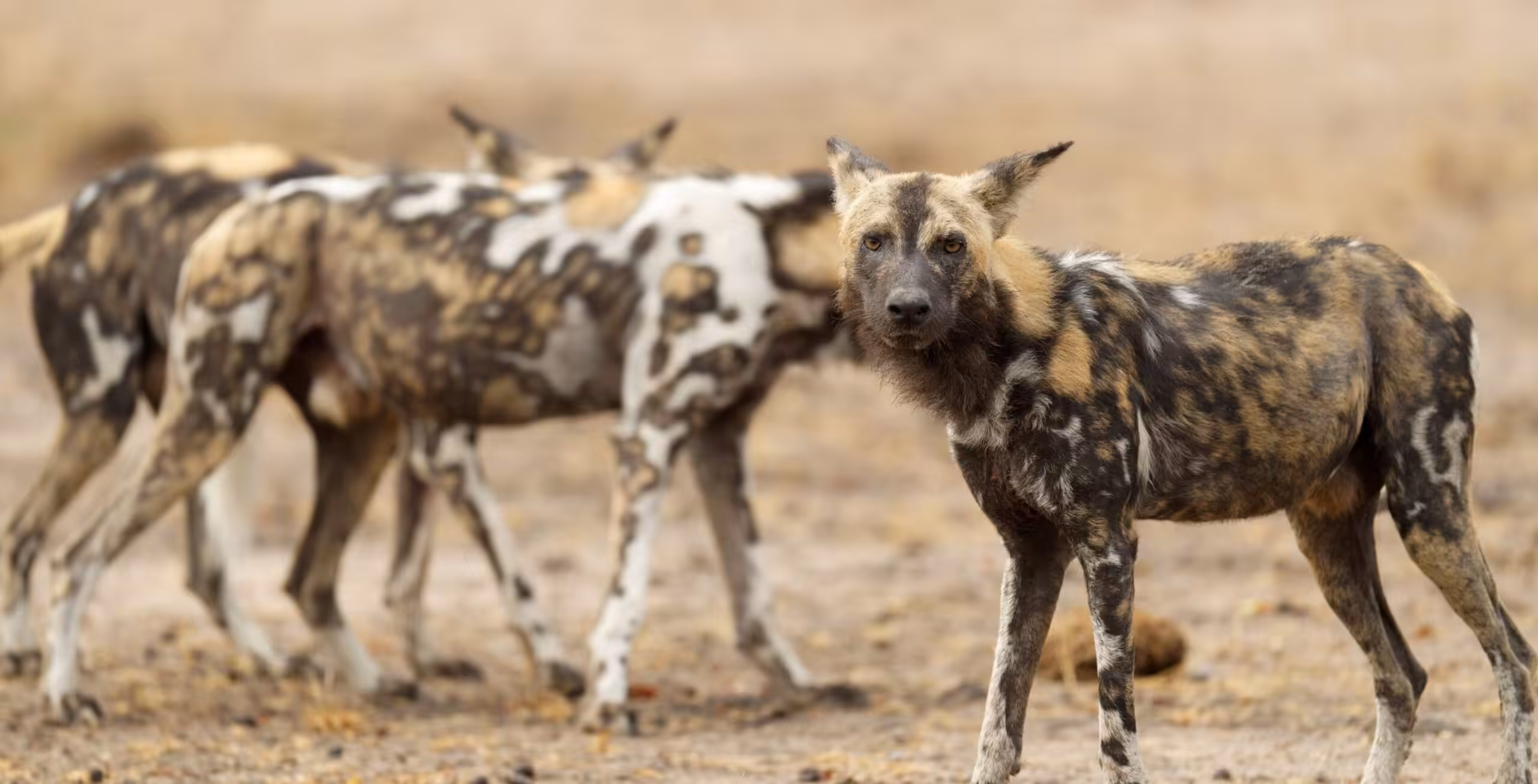 Ruaha National Park