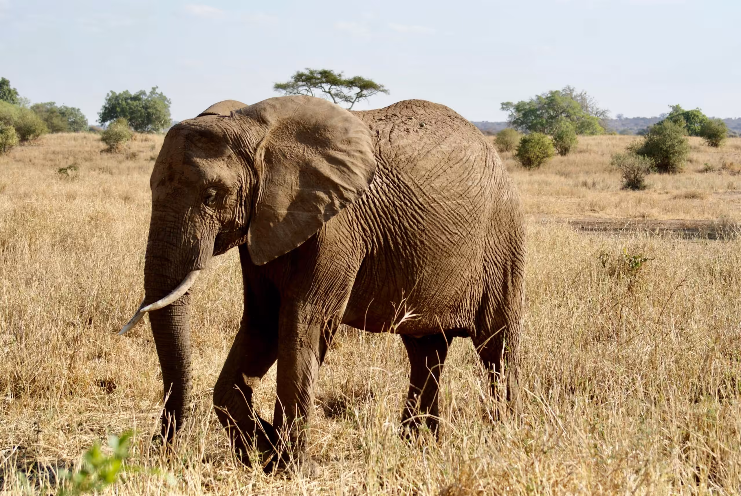 Tarangire National Park - luxury style!