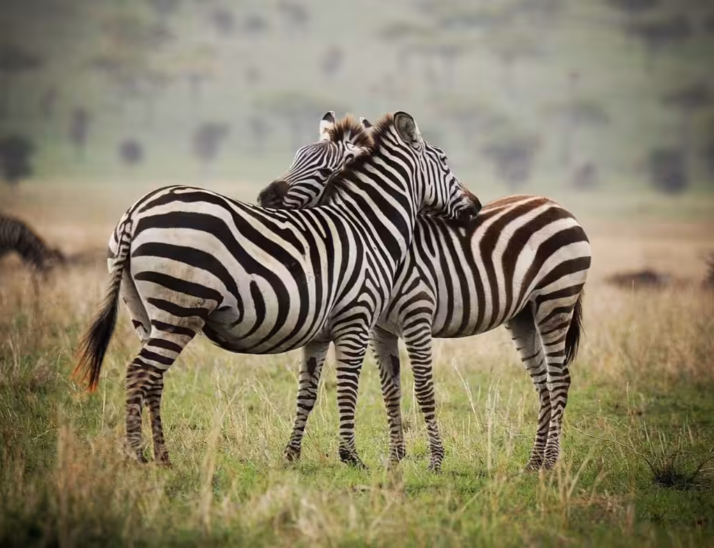 Travelife-Tanzania-Specialist_zebras